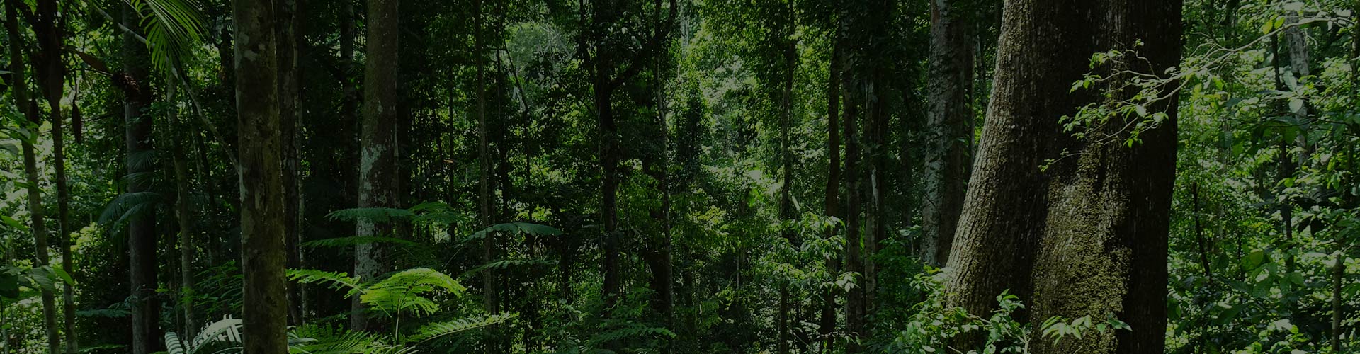 MAICURU rainforest