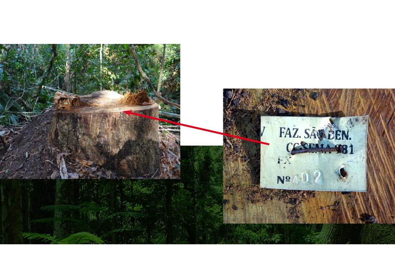 The root stump is found and the information on the badge is matched up.